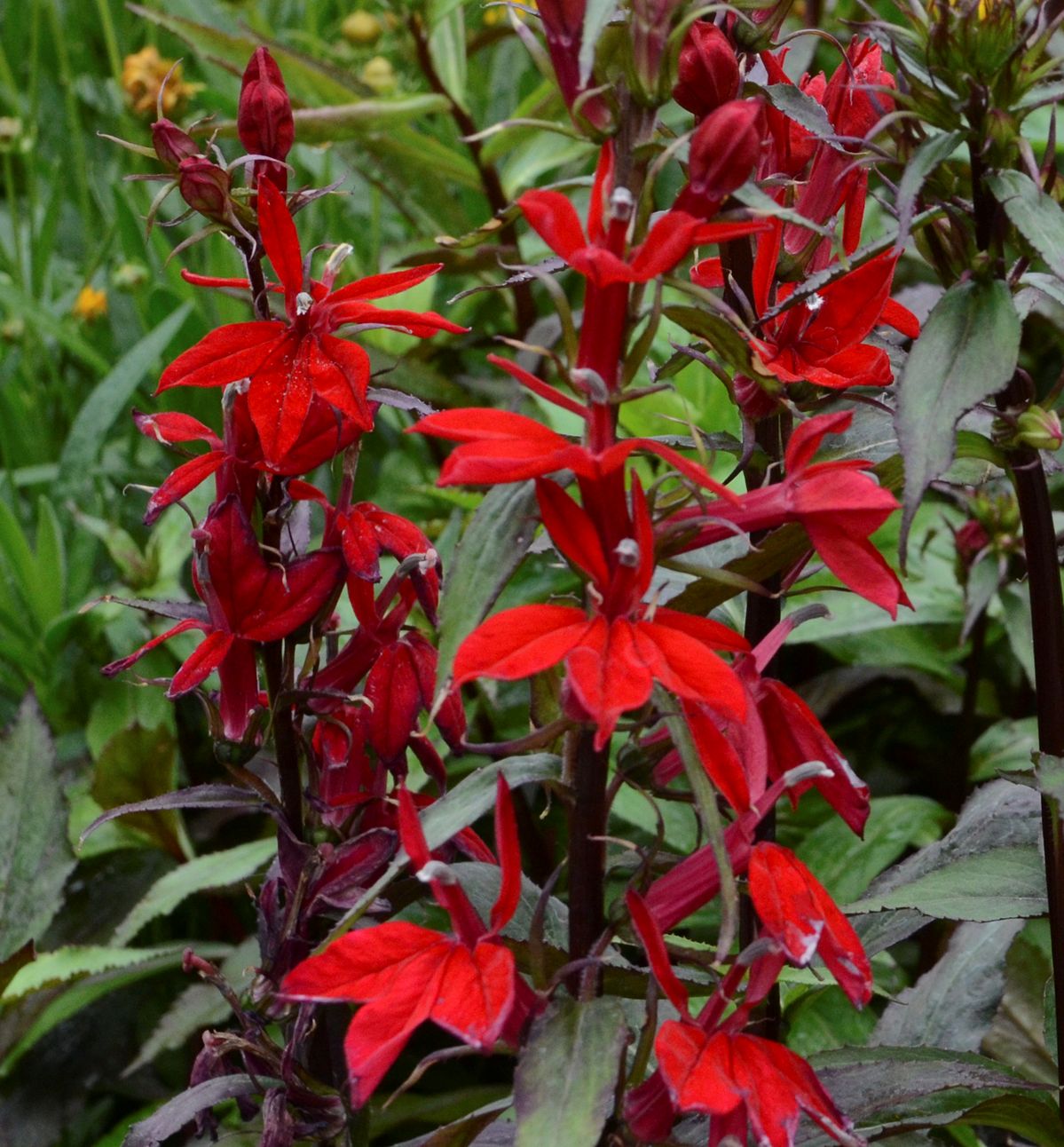 Lobelia 'Vulcan Red' -Ship Only