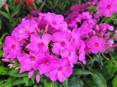 Phlox p. 'Flame Pink' -Ship Only