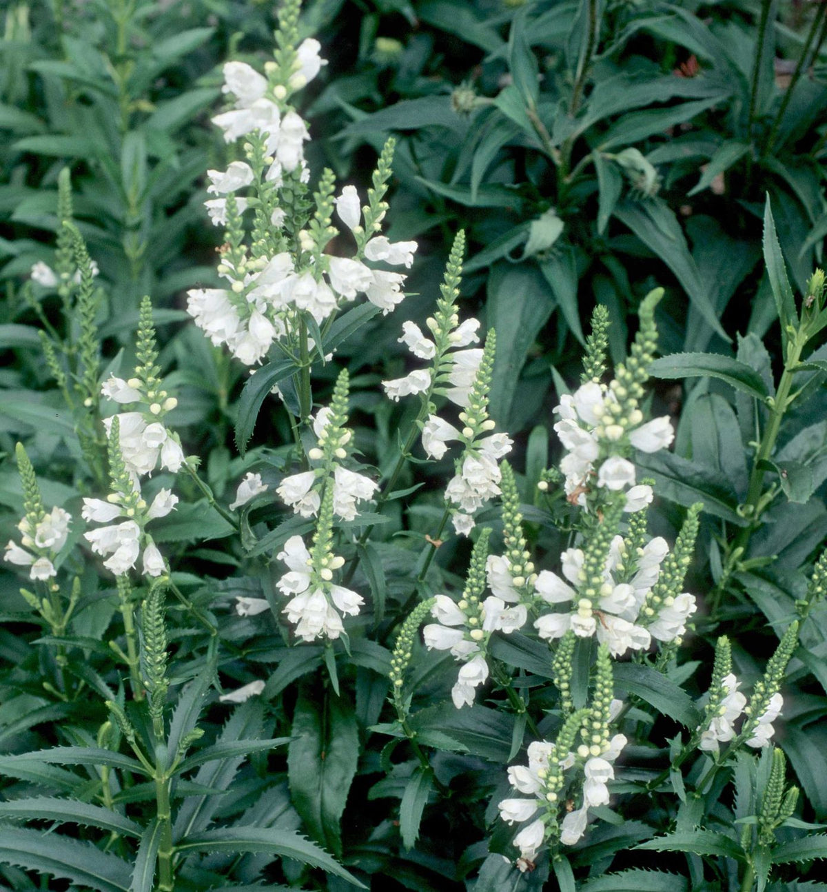 Physostegia v. 'Miss Manners' -Ship Only