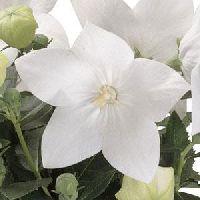 Platycodon g. 'Astra White' -Ship Only