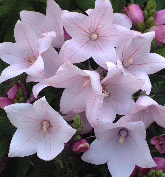 Platycodon g. 'Astra Pink' -Ship Only