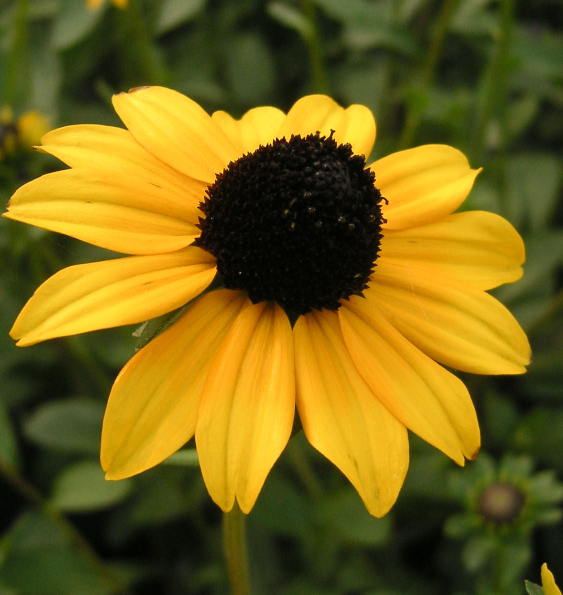 Rudbeckia f. 'Viette's Little Suzy' -Ship Only