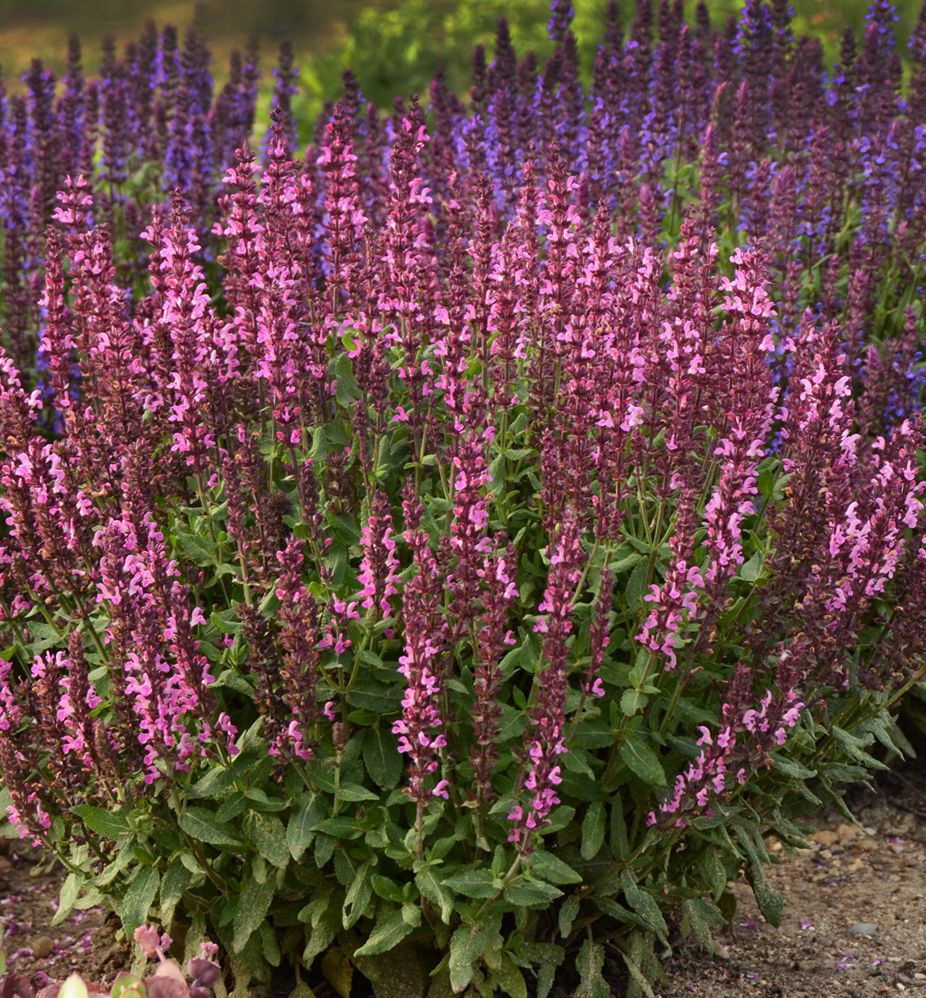 Salvia n. 'New Dimension Rose' -Ship Only