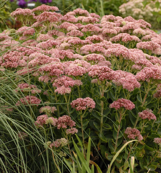 Sedum s. 'Autumn Fire' -Ship Only