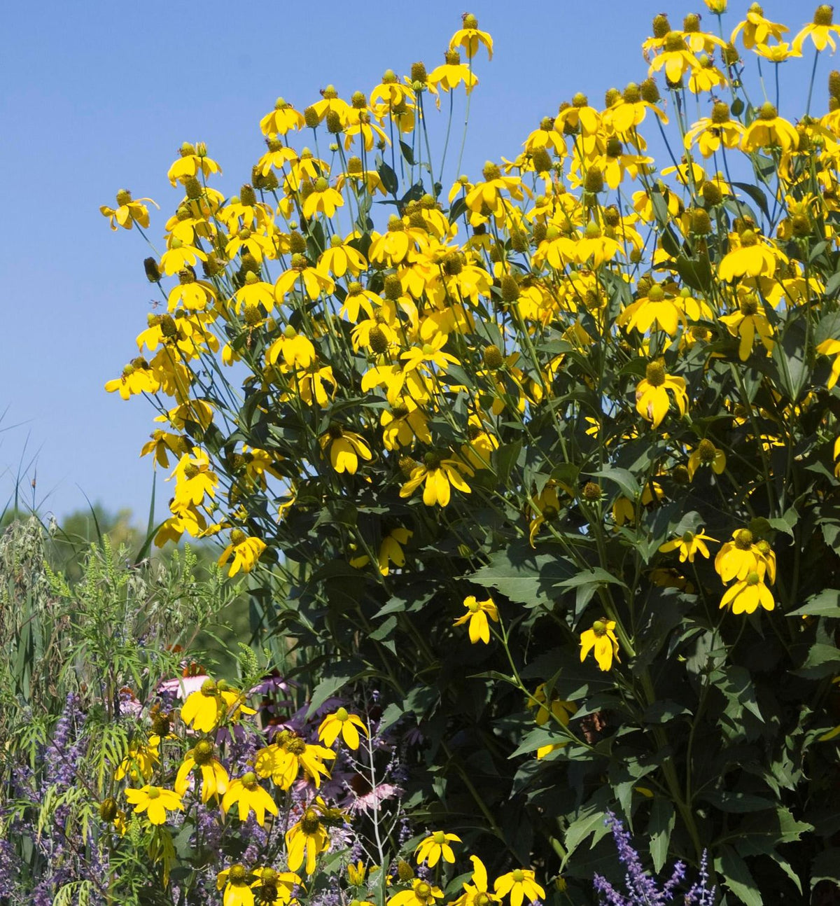 Rudbeckia l. 'Autumn Sun' (Herbstsonne) -Ship Only