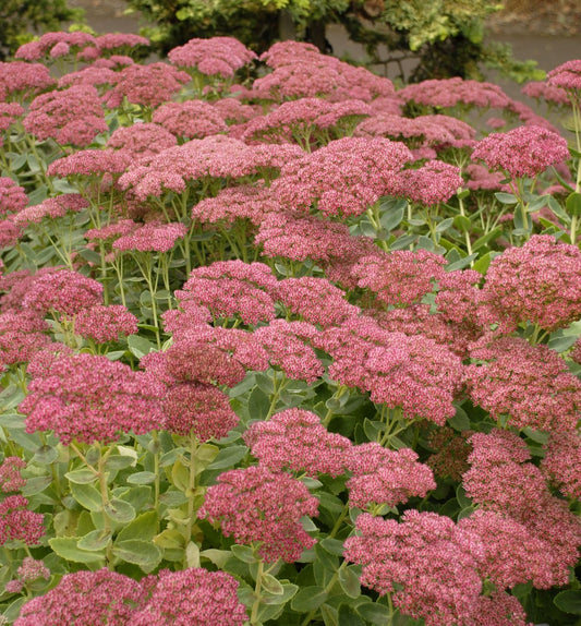 Sedum s. 'Autumn Joy' -Ship Only