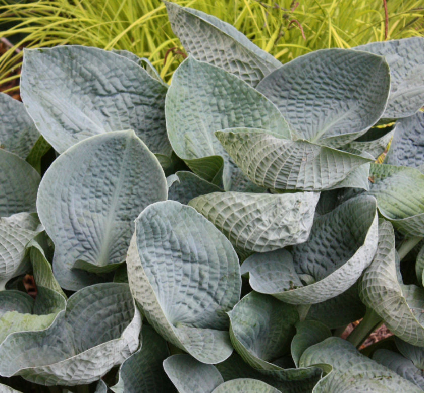 Hosta 'Big Daddy' -Ship Only