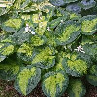 Hosta 'Brother Stefan' -Ship Only