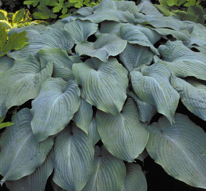Hosta 'Blue Angel' -Ship Only