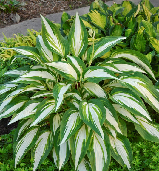 Hosta 'Cool As a Cucumber' -Ship Only