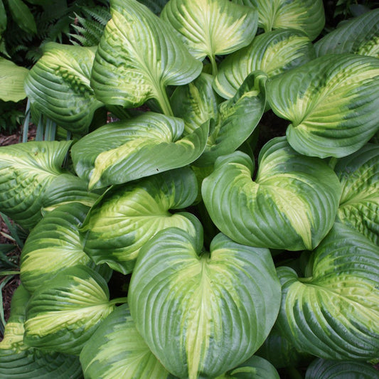 Hosta 'Cathedral Windows' -Ship Only