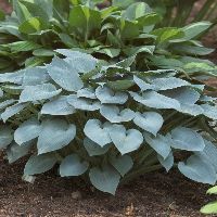 Hosta 'Halcyon' -Ship Only