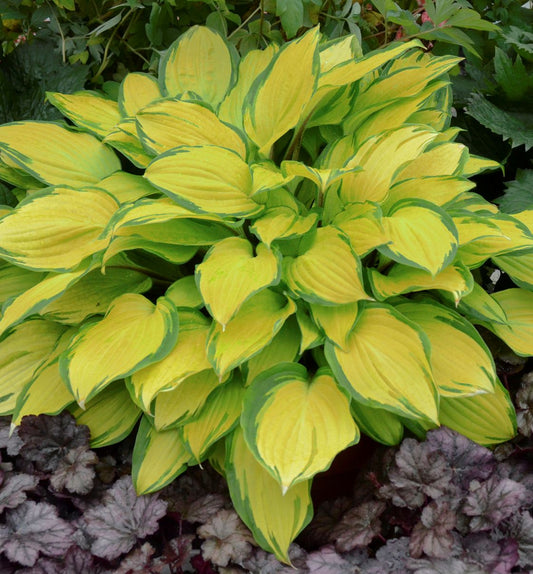 Hosta 'Island Breeze' -Ship Only