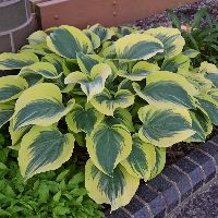 Hosta 'Liberty' -Ship Only
