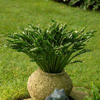 Hosta 'Praying Hands' -Ship Only