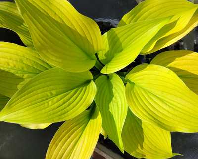 Hosta Shadowland® 'Coast to Coast' -Ship Only