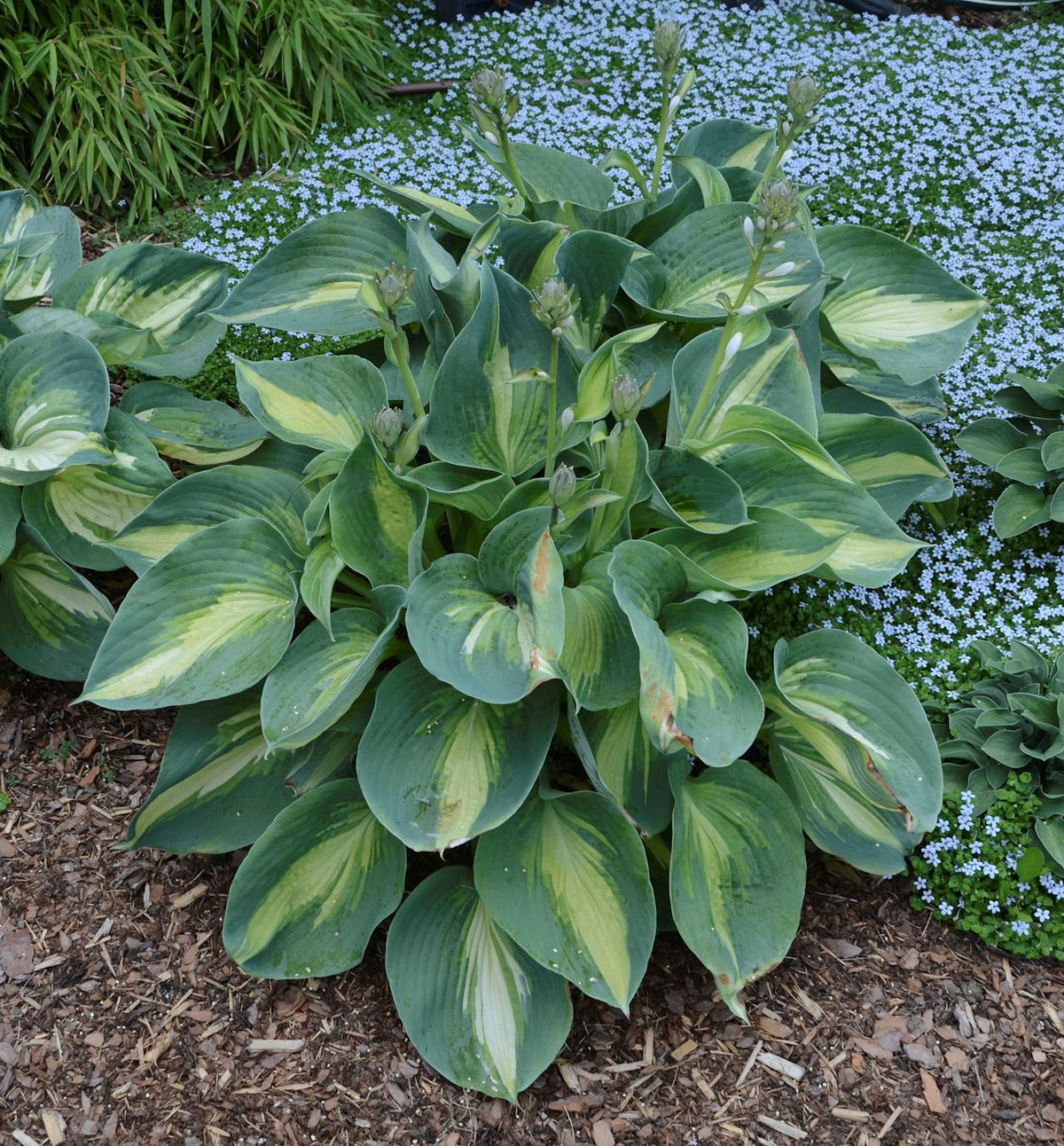Hosta Shadowland® 'Hudson Bay' -Ship Only