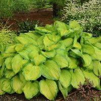 Hosta 'Stained Glass' -Ship Only