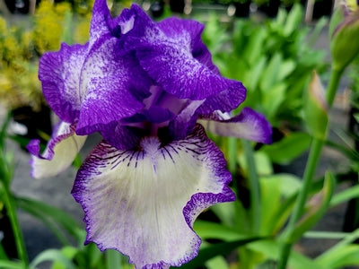 Iris g. 'Hemstitched' (Rebloom) -Ship Only