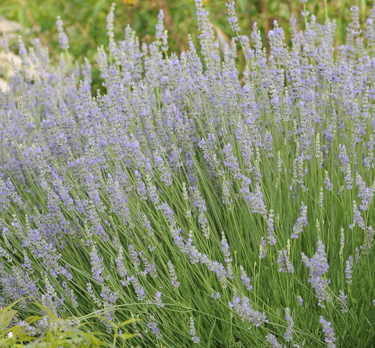 Lavandula x i. 'Provence' -Ship Only