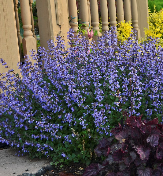 Nepeta f. 'Purrsian Blue' -Ship Only
