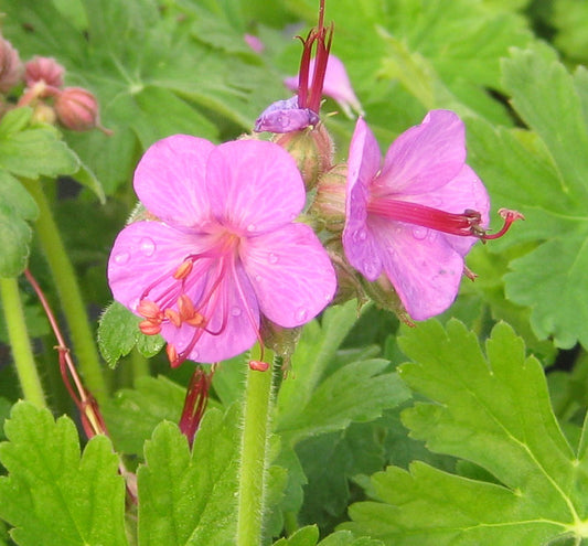 Geranium m. 'Bevan's Variety' -Ship Only