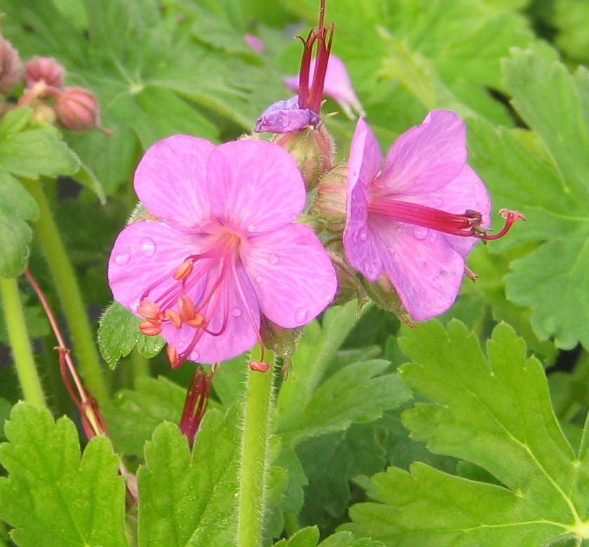 Geranium m. 'Bevan's Variety' -Ship Only