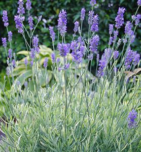 Lavandula a. 'Platinum Blonde' -Ship Only