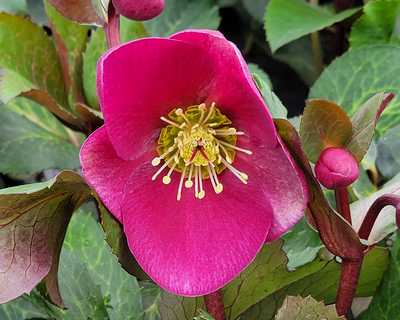 Helleborus Frostkiss® Anna's Red -Ship Only