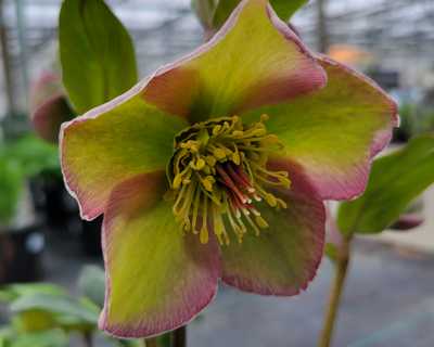 Helleborus Frostkiss® 'Bayli's Blush' -Ship Only