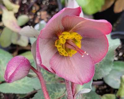 Helleborus Frostkiss® 'Dorothy's Dawn' -Ship Only