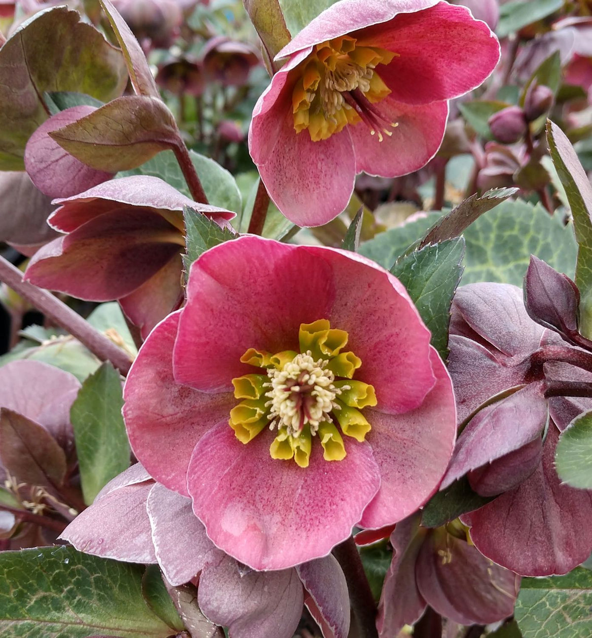 Helleborus Frostkiss® 'Pippa's Purple' -Ship Only