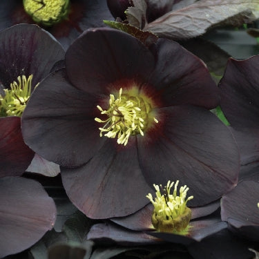 Helleborus Honeymoon® 'New York Night' -Ship Only