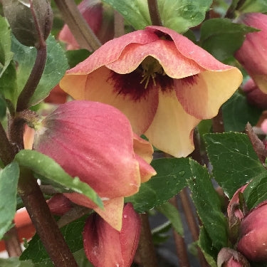 Helleborus Honeymoon® 'Sandy Shores' -Ship Only