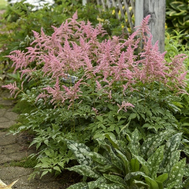 Astilbe x a. 'Bressingham Beauty' -Ship Only