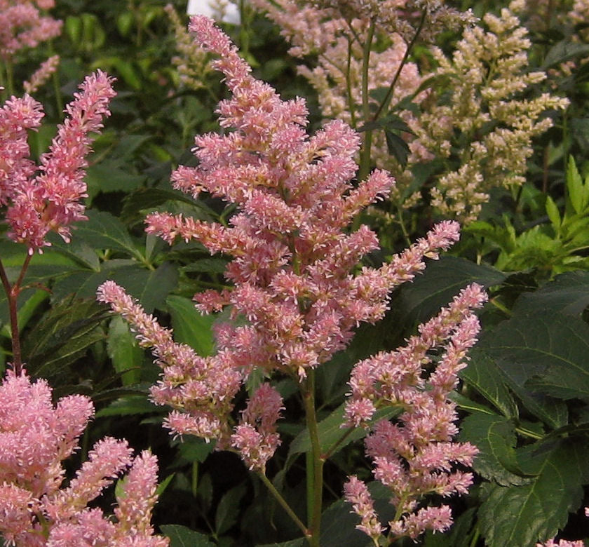Astilbe x r. 'Peach Blossom' -Ship Only
