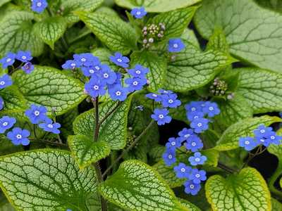 Brunnera 'Sterling Silver' -Ship Only