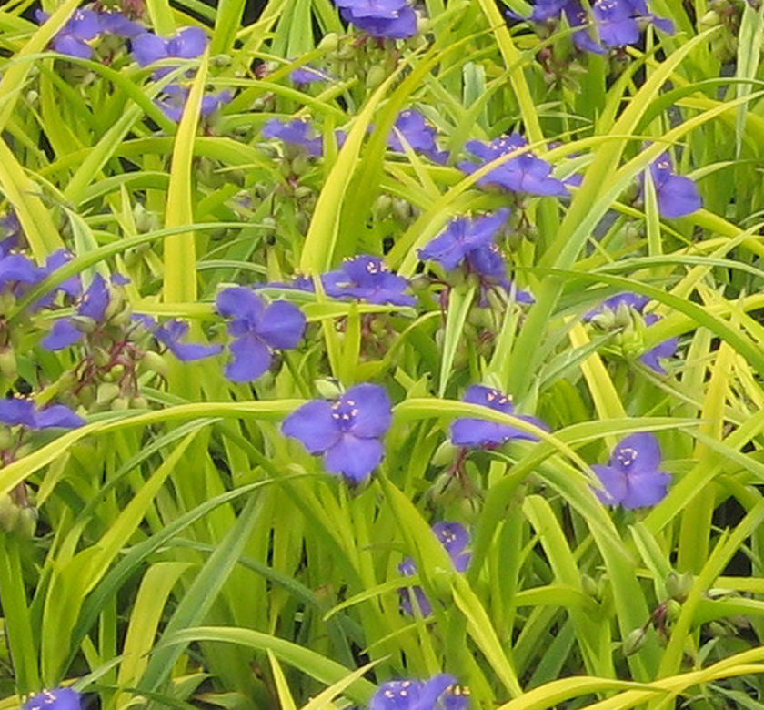 Tradescantia 'Sweet Kate' -Ship Only