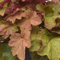 Heuchera 'Big Top Caramel Apple' -Ship Only