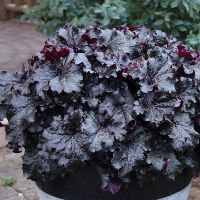 Heuchera 'Evening Gown' Dressed Up™ -Ship Only