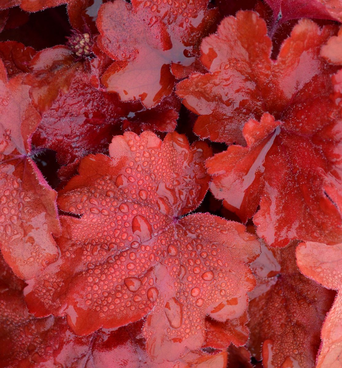 Heuchera 'Fire Alarm' -Ship Only