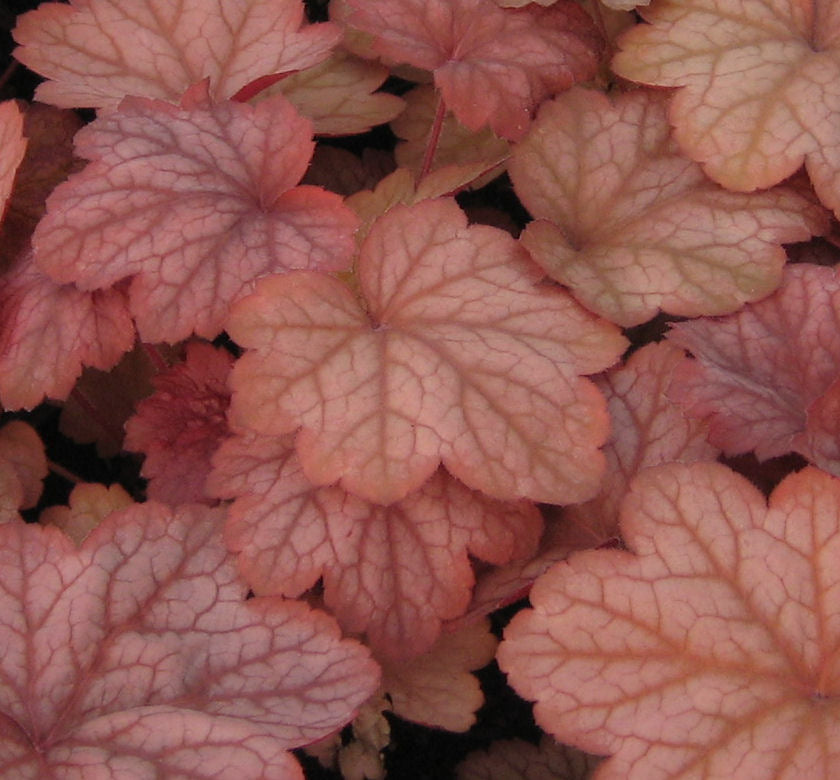 Heuchera 'Georgia Peach' -Ship Only