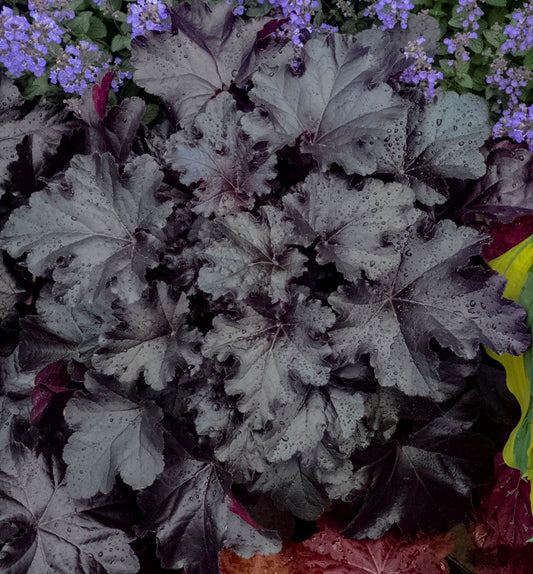 Heuchera Primo® 'Black Pearl' -Ship Only