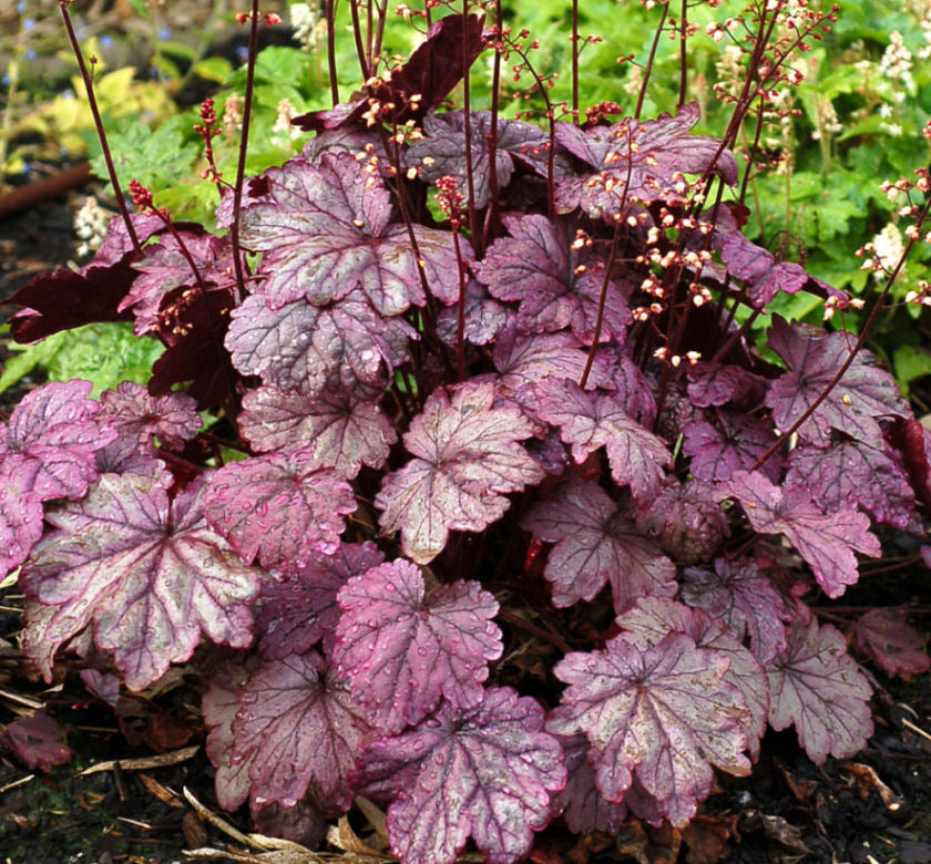Heuchera 'Sugar Plum' -Ship Only