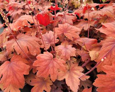 Heucherella 'Sweet Tea' -Ship Only
