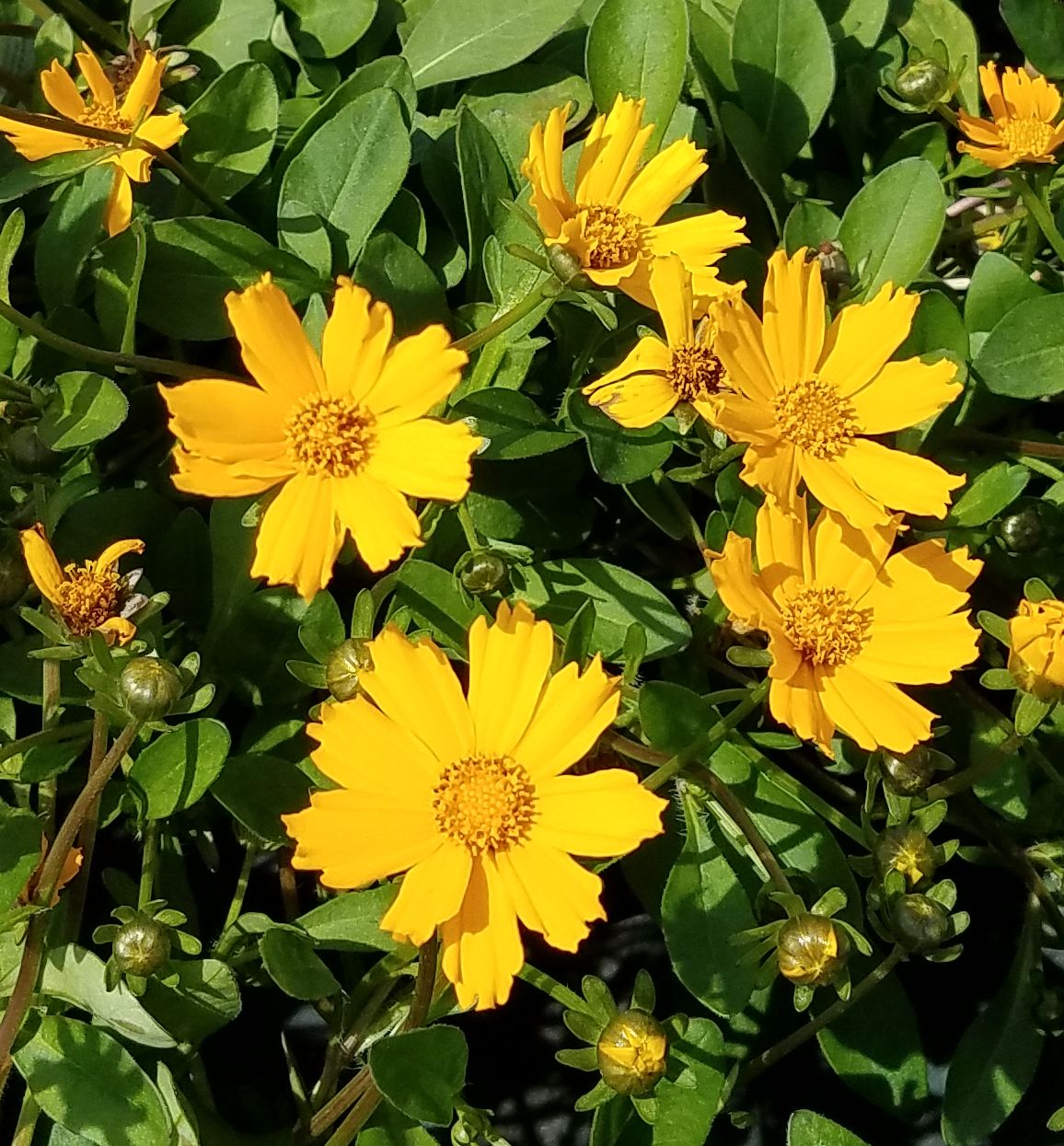 Coreopsis a. 'Nana' -Ship Only