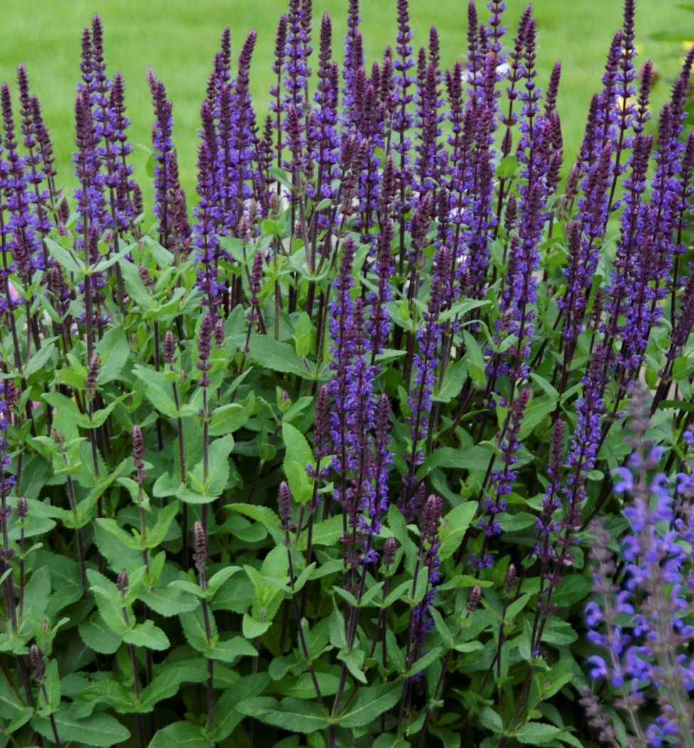 Salvia n. 'Caradonna' -Ship Only