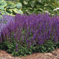 Salvia n. 'East Friesland' -Ship Only