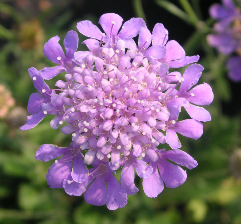 Scabiosa 'Butterfly Blue' -Ship Only