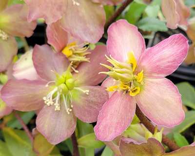 Helleborus HGC® Jacob -Ship Only